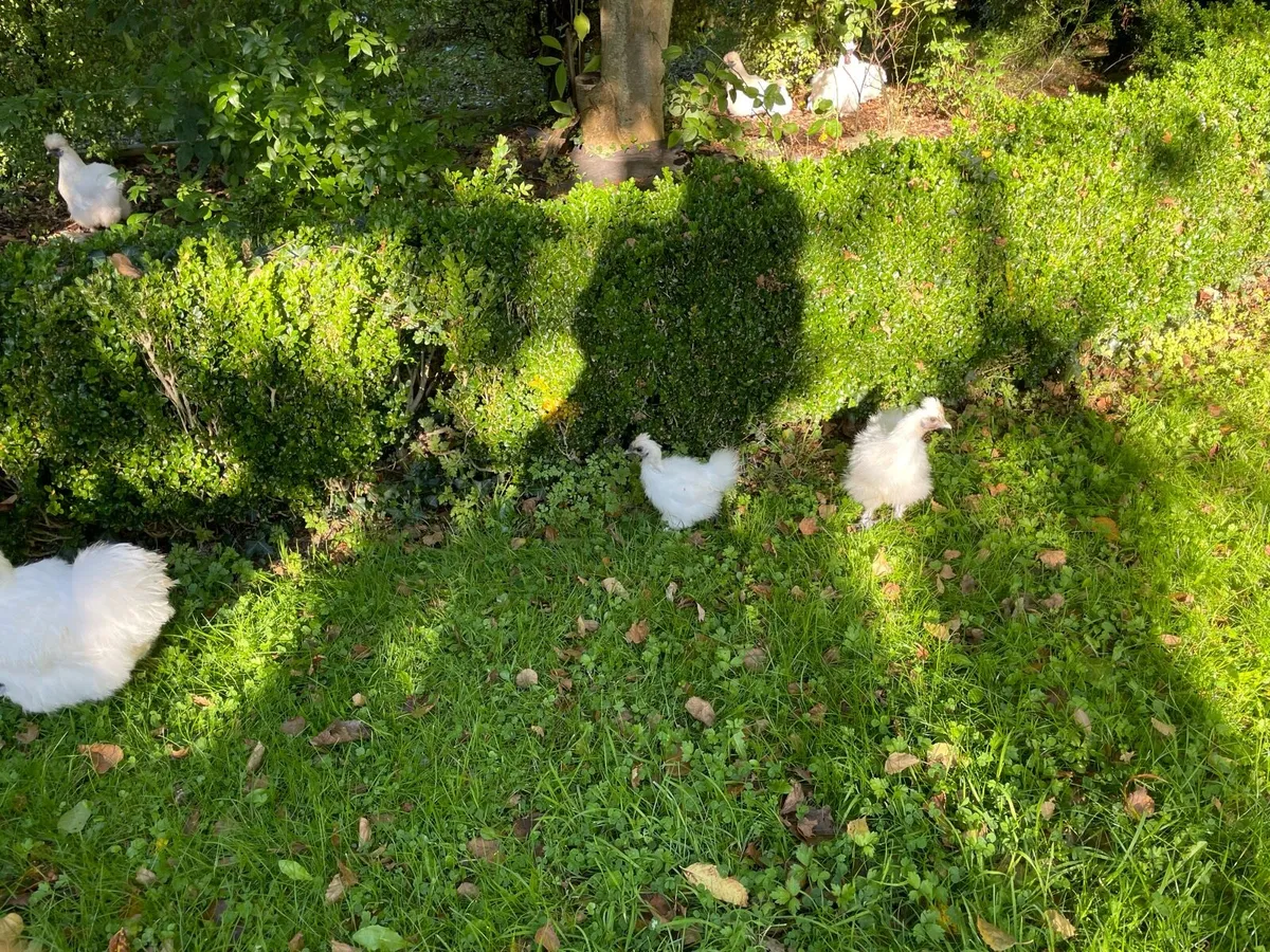 Silkie hen with chicks - Image 4