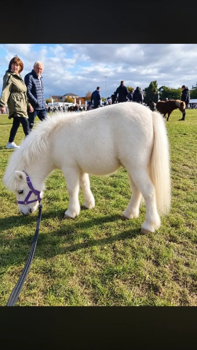 Fella Bella Shetland Pony Filly 🌸 - Image 1