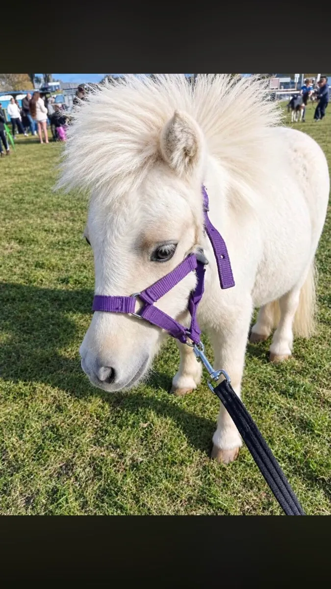 Fella Bella Shetland Pony Filly 🌸 - Image 2
