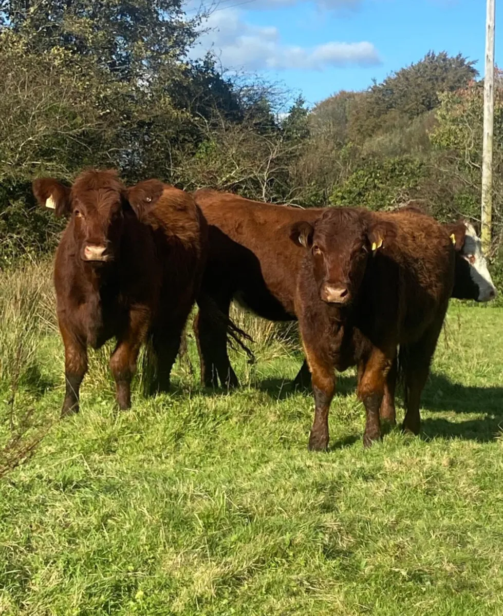 Three top quality breeding heifers - Image 1