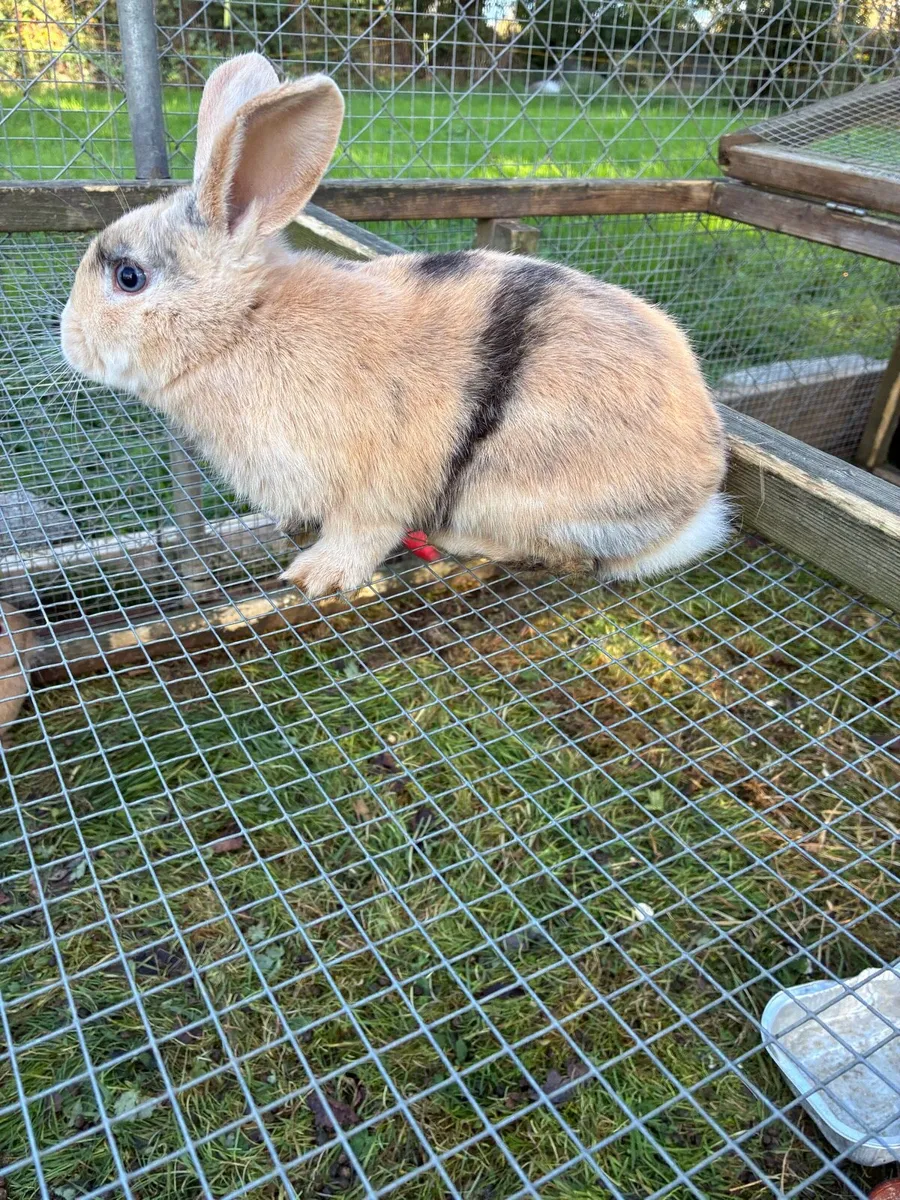 Rabbits - Image 4