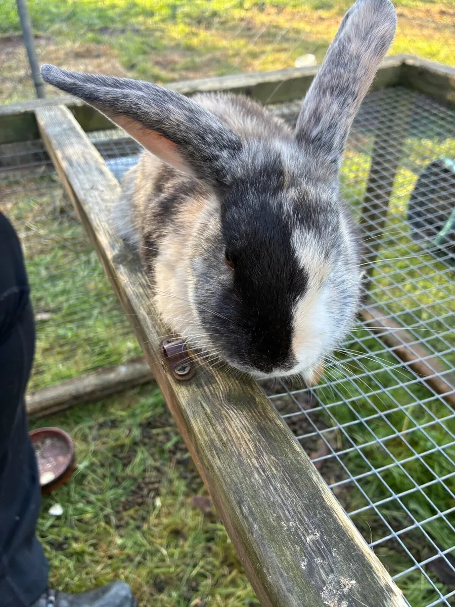 Rabbits - Image 2
