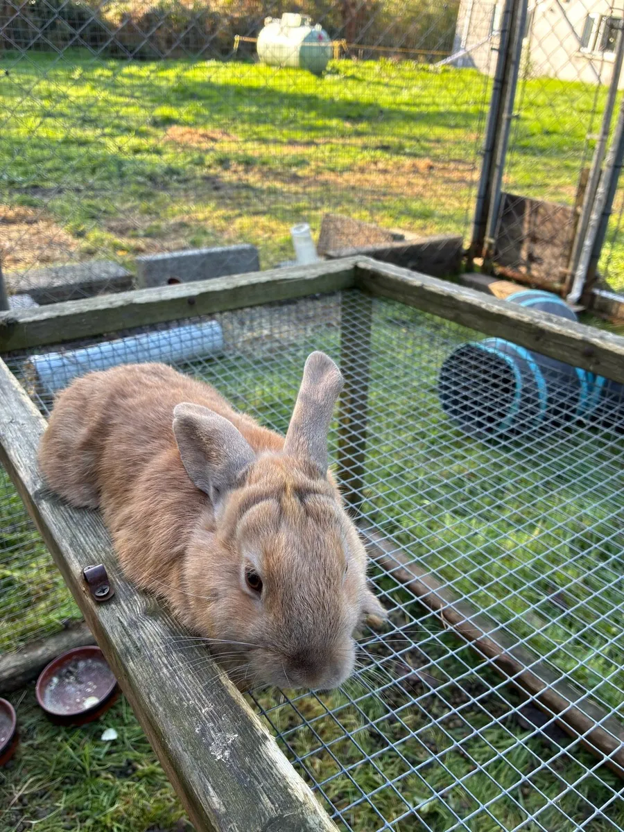 Rabbits - Image 3