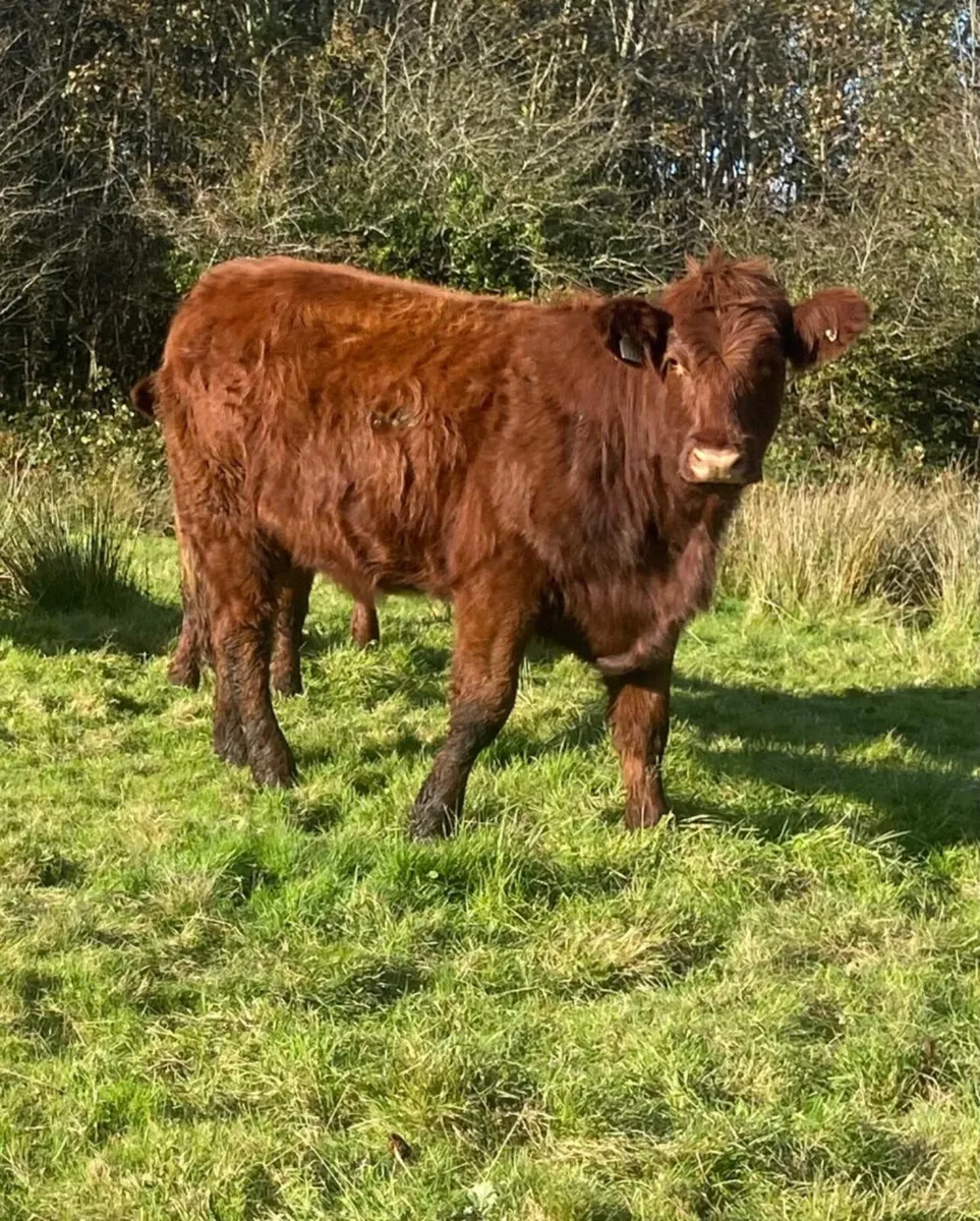Three top quality breeding heifers - Image 2