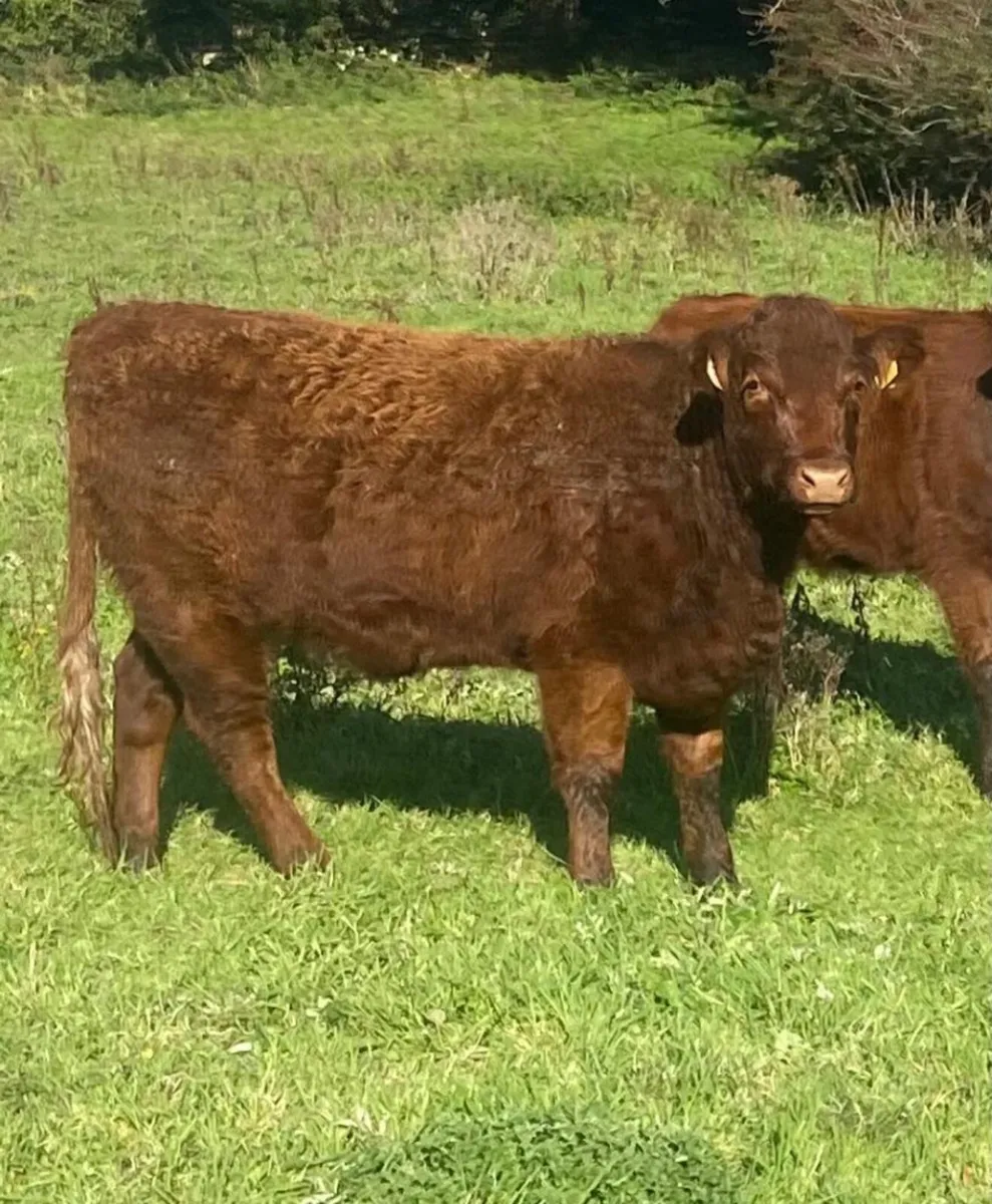 Three top quality breeding heifers - Image 3