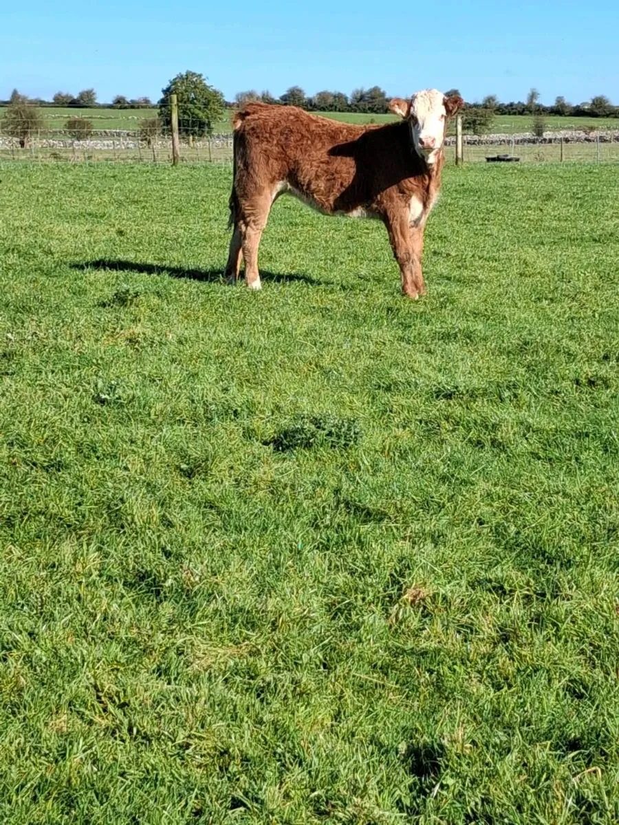 Weanling heifers - Image 3