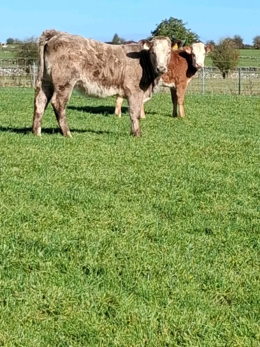 Weanling heifers - Image 4