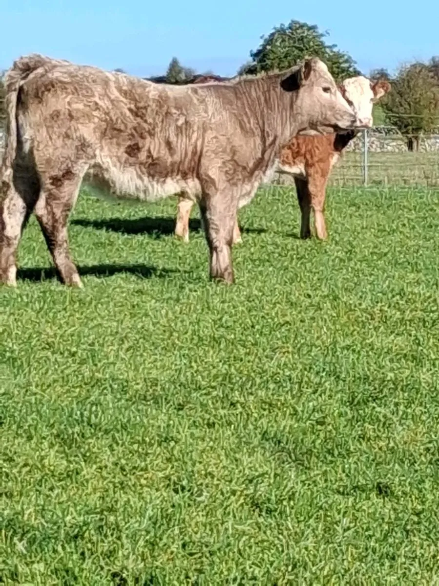 Weanling heifers - Image 1