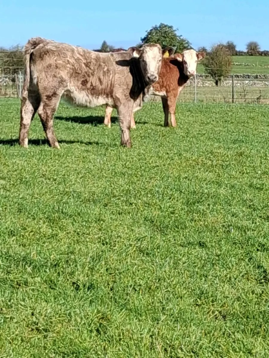Weanling heifers - Image 2