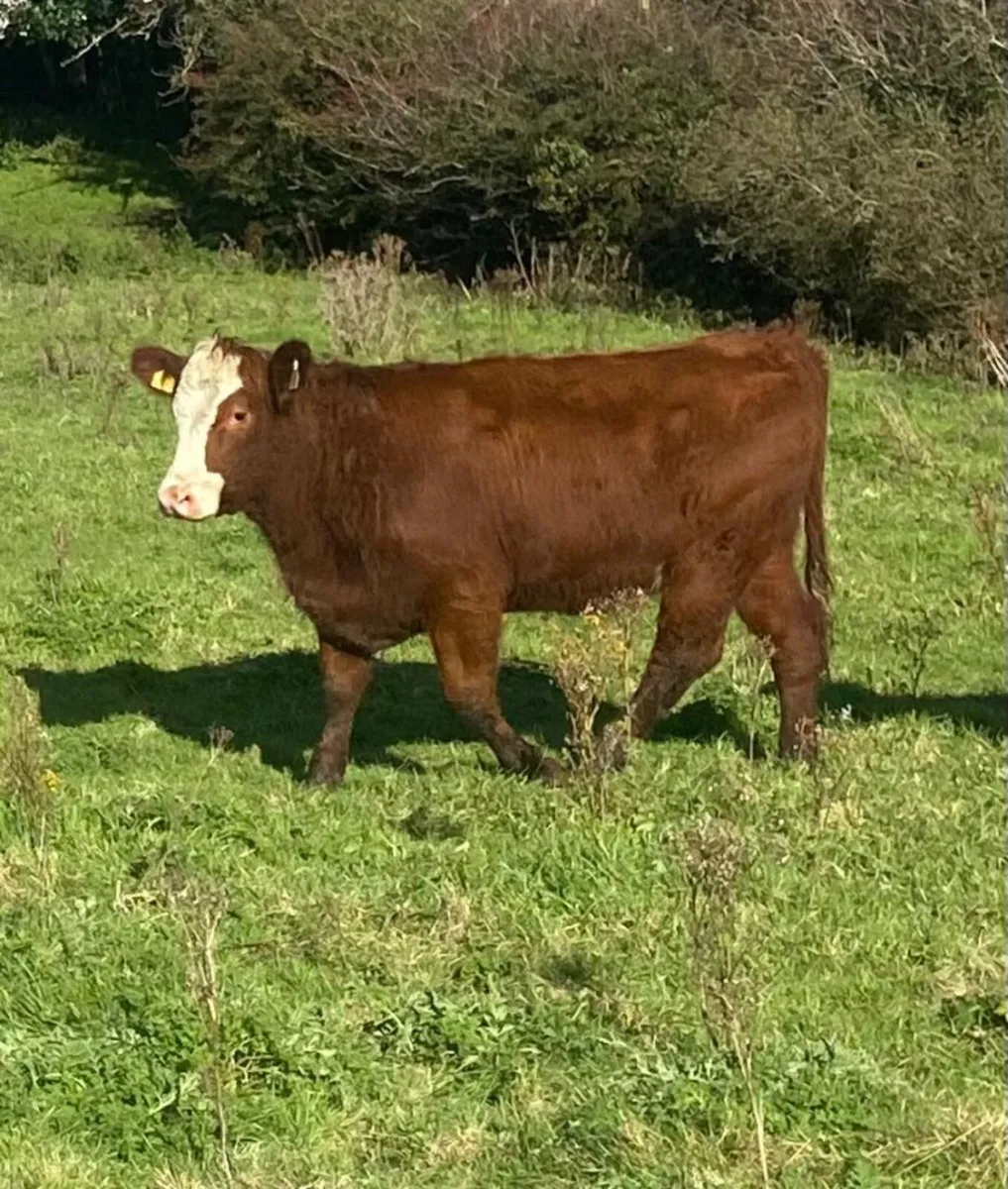 Three top quality breeding heifers - Image 4