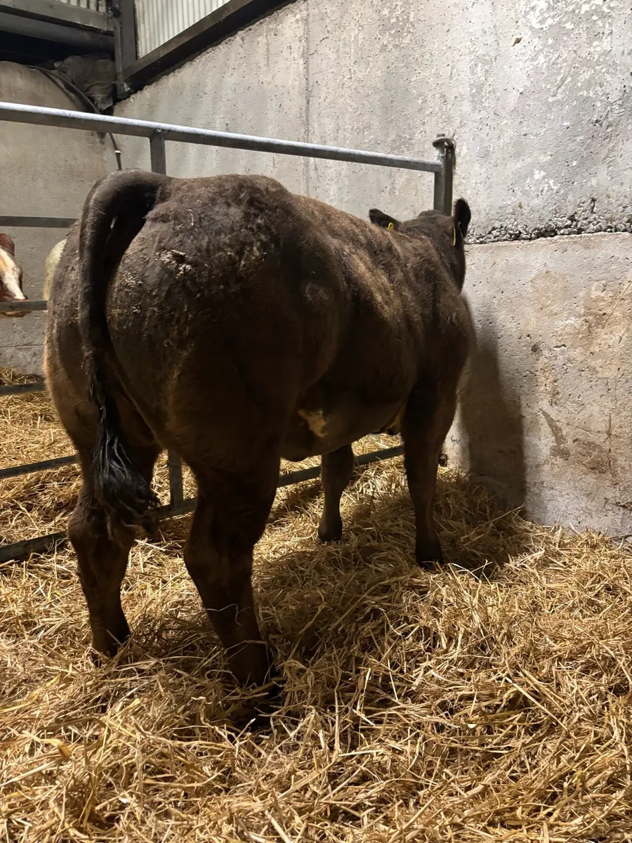Belgian Blue X Heifer - Image 4