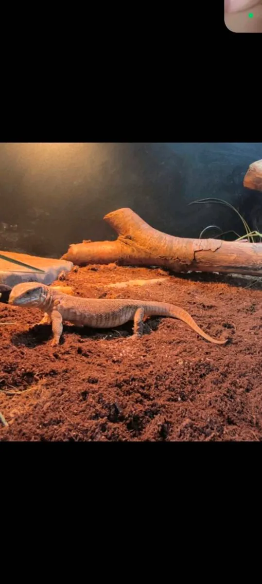 Juvenile captive bred savannah monitors - Image 2