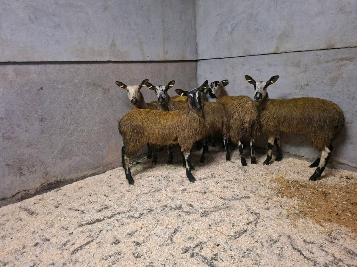 Bluefaced Leicester ewe lambs - Image 2
