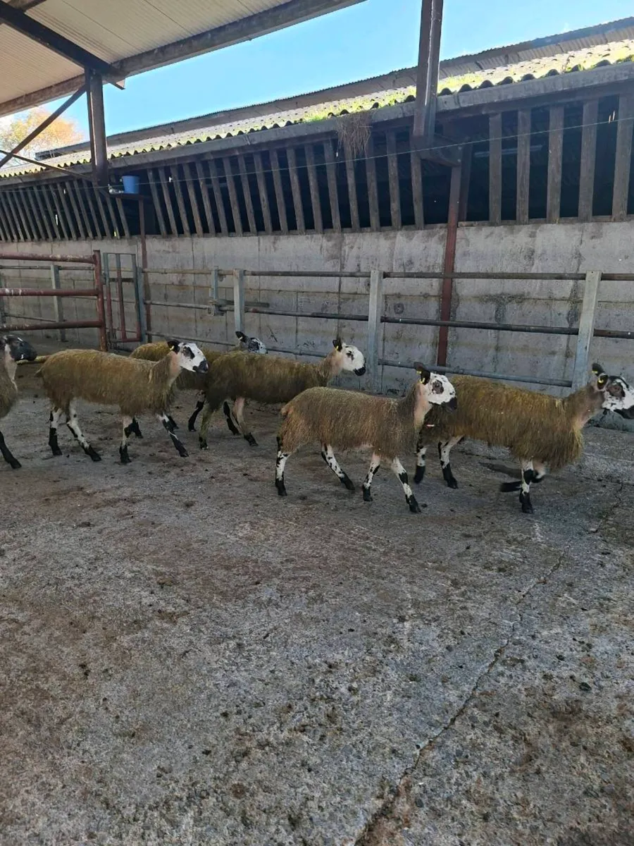 Bluefaced Leicester ewe lambs - Image 1