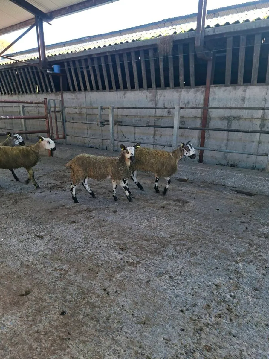Bluefaced Leicester ewe lambs - Image 3
