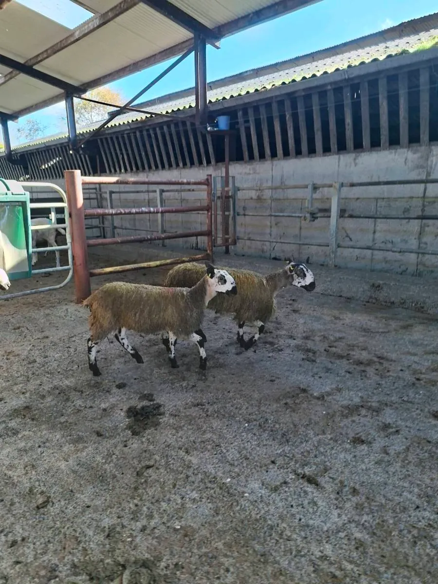 Bluefaced Leicester ewe lambs - Image 4