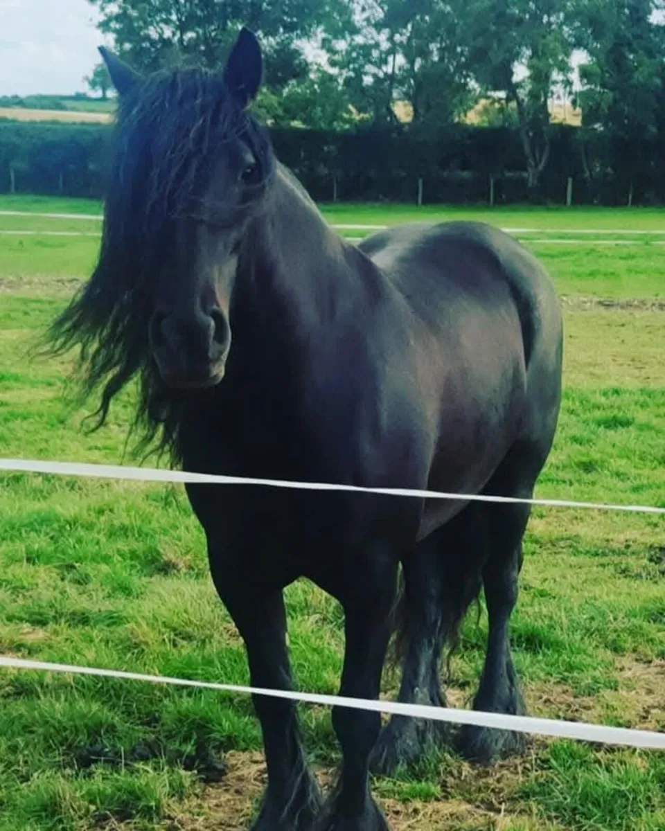 Dales Pony - Image 1