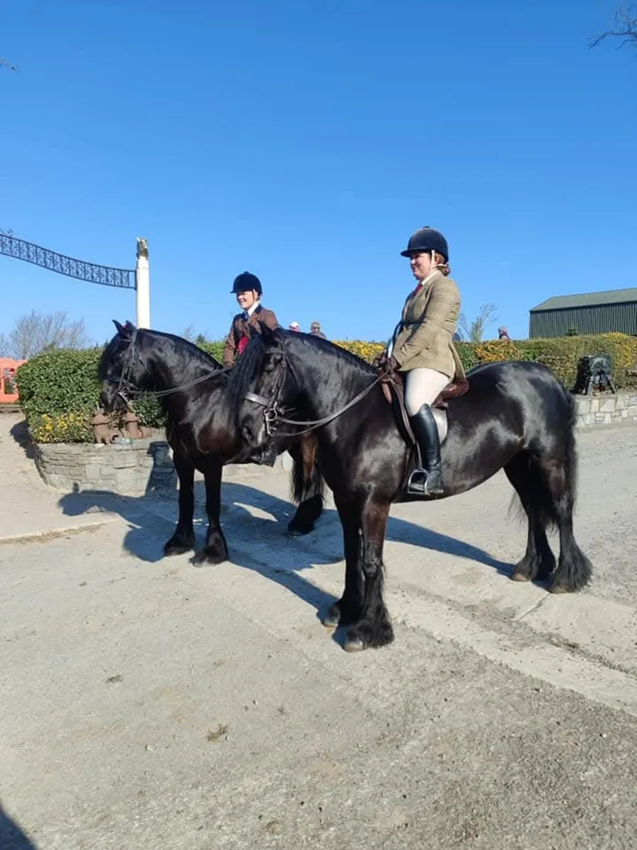 Dales Pony - Image 2