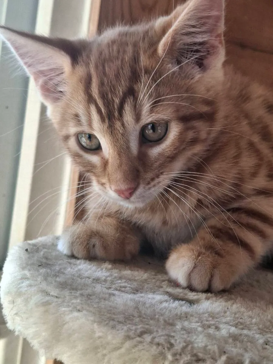 Bengal x british short haired kittens for sale - Image 4