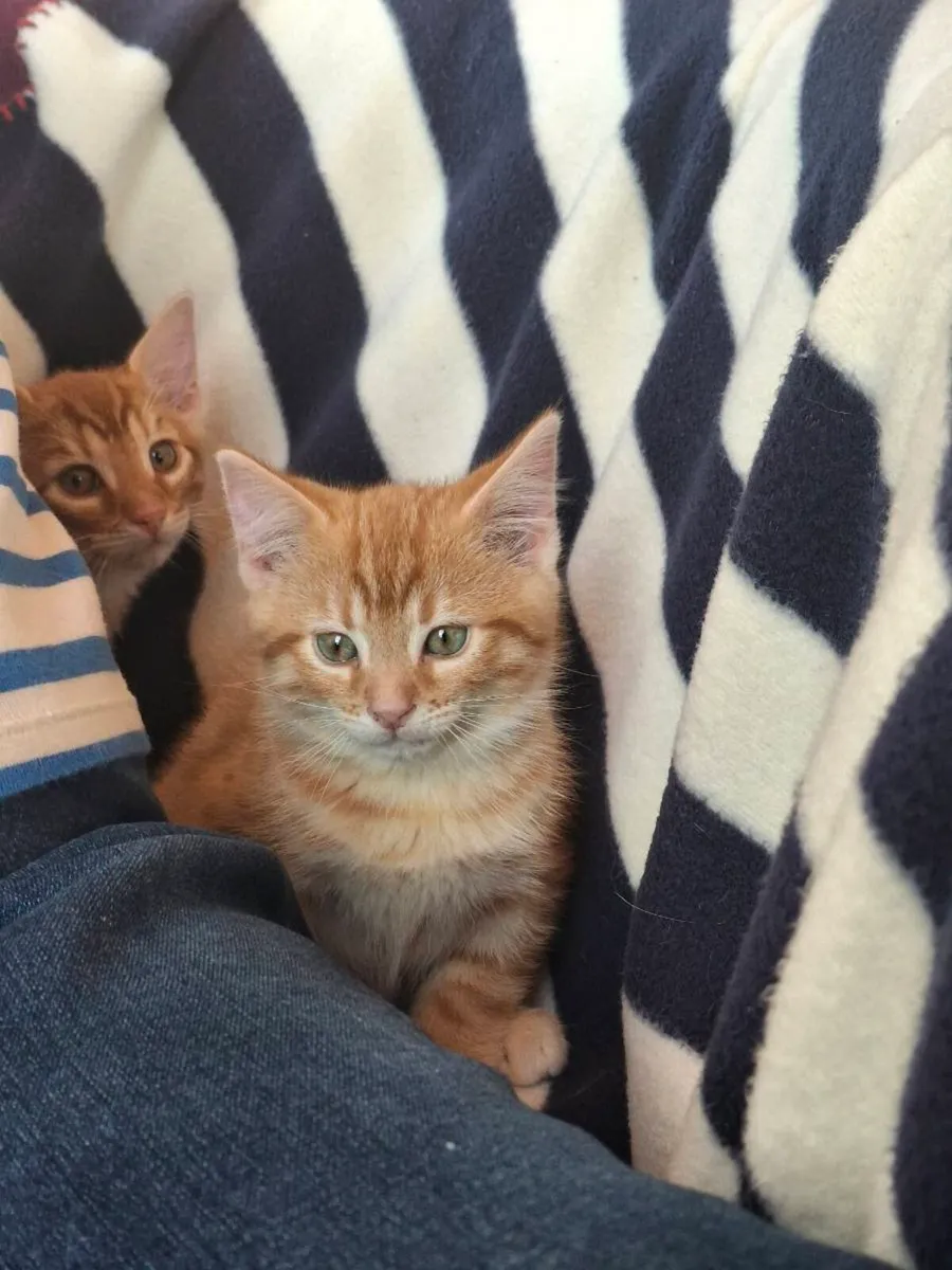 Bengal x british short haired kittens for sale - Image 3