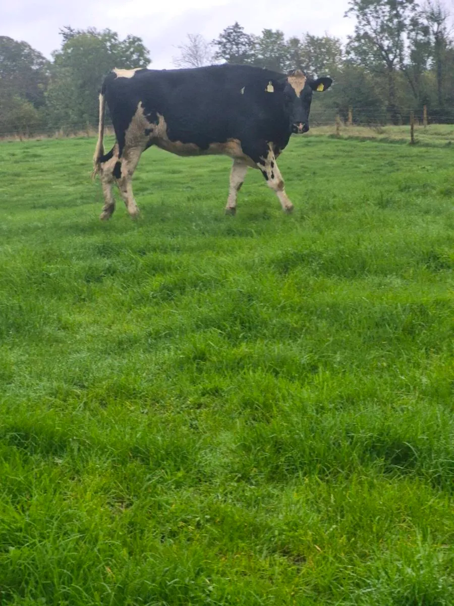 Br freisan heifers - Image 2