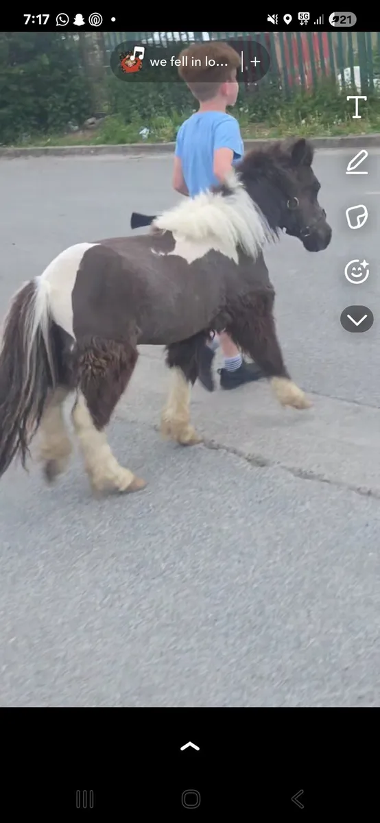 Miniature pony