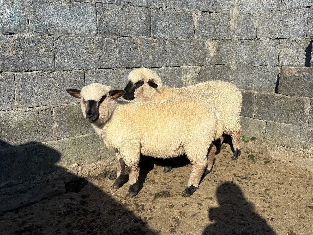 2 Ewe Lambs - Image 1