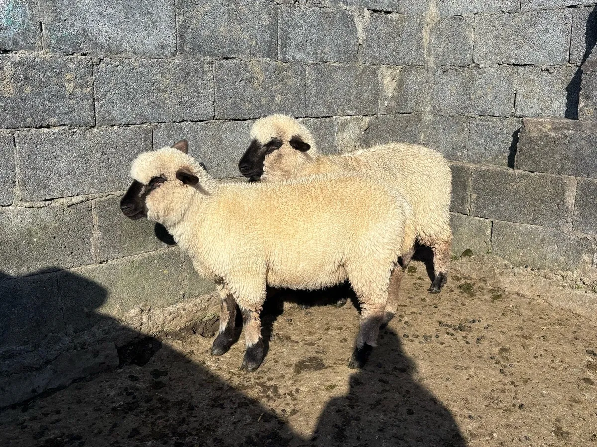 2 Ewe Lambs - Image 2