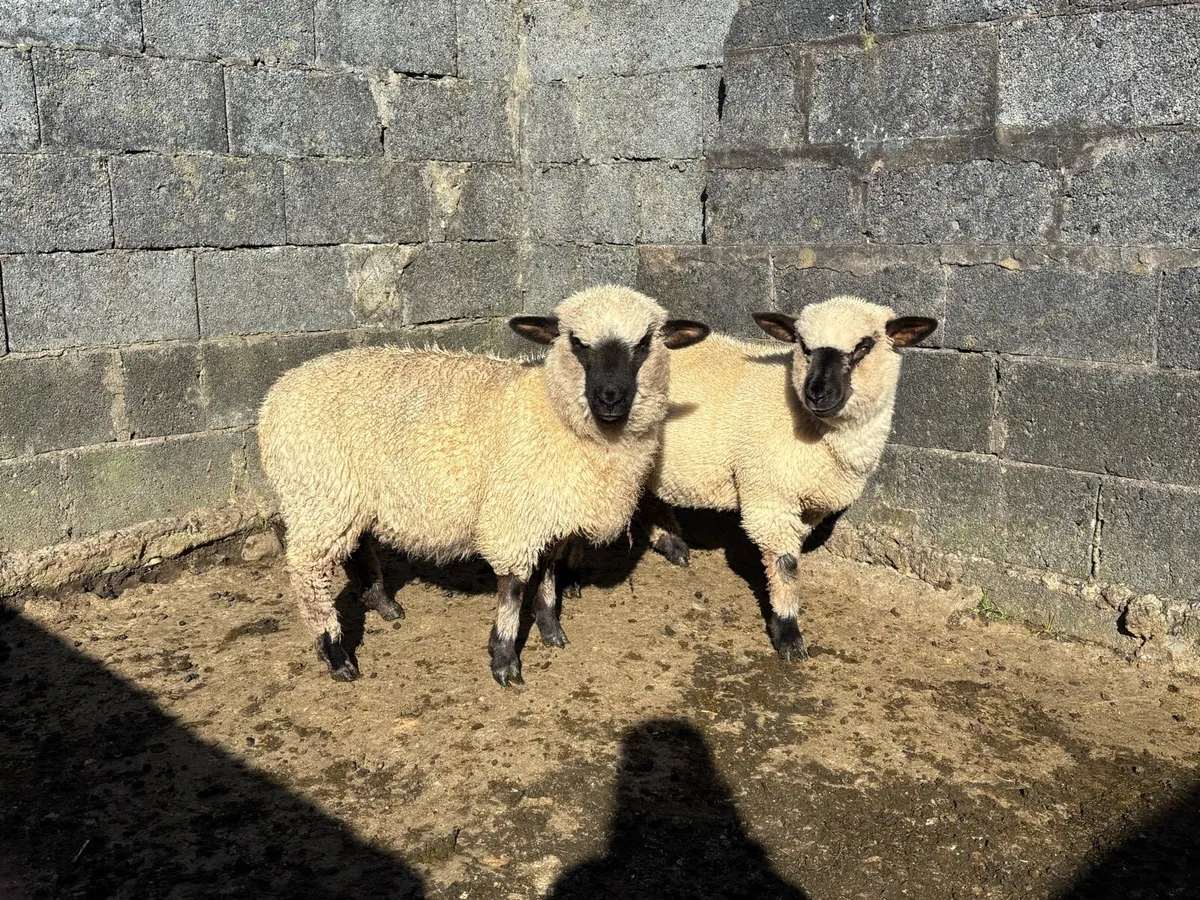 2 Ewe Lambs - Image 3