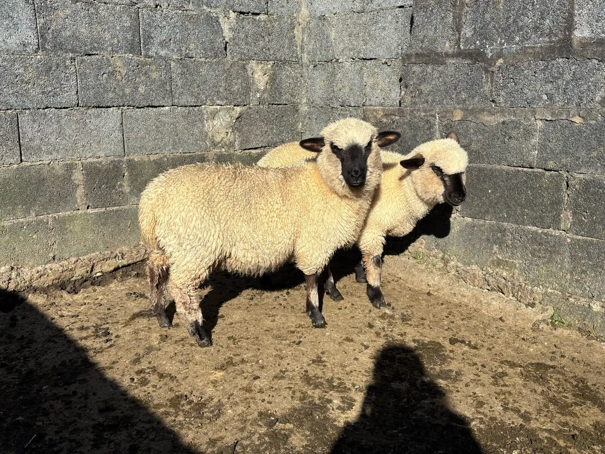 2 Ewe Lambs - Image 4