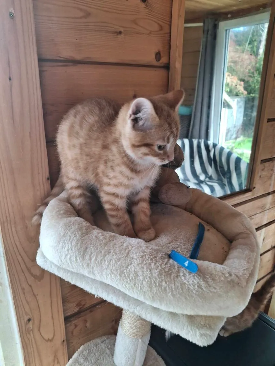 Bengal x british short haired kittens for sale - Image 2