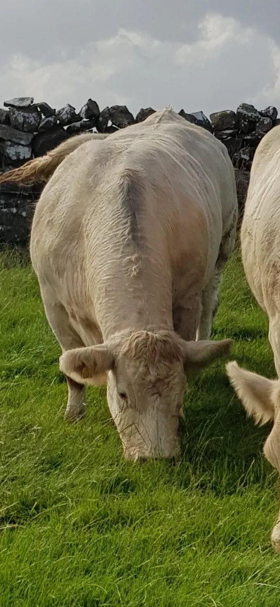 Pedigree  Registered  Charolais  heifers for sale - Image 4