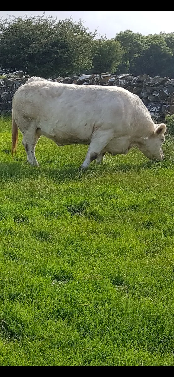 Pedigree  Registered  Charolais  heifers for sale - Image 3