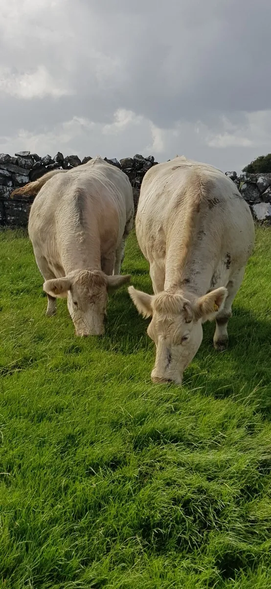 Pedigree  Registered  Charolais  heifers for sale - Image 2