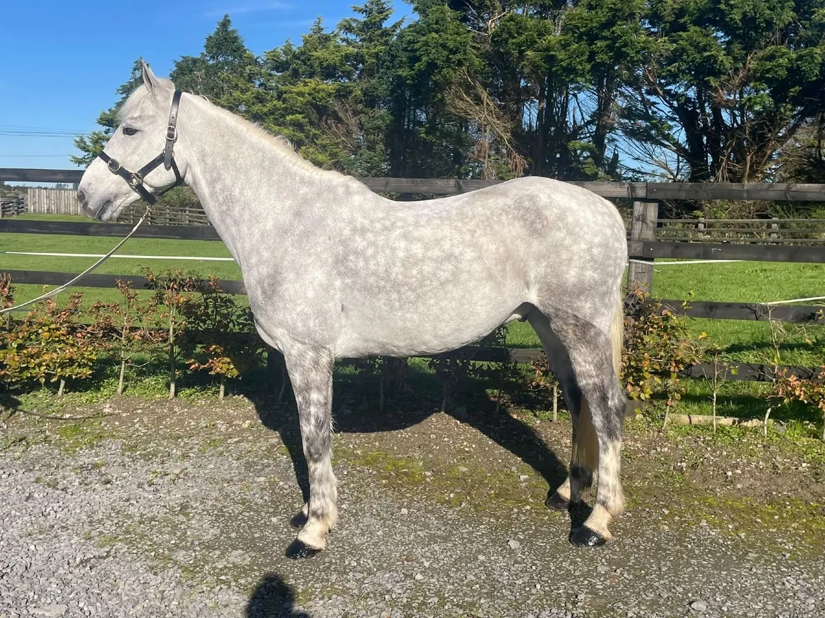 6 year old 15.1 Connemara gelding - Image 2