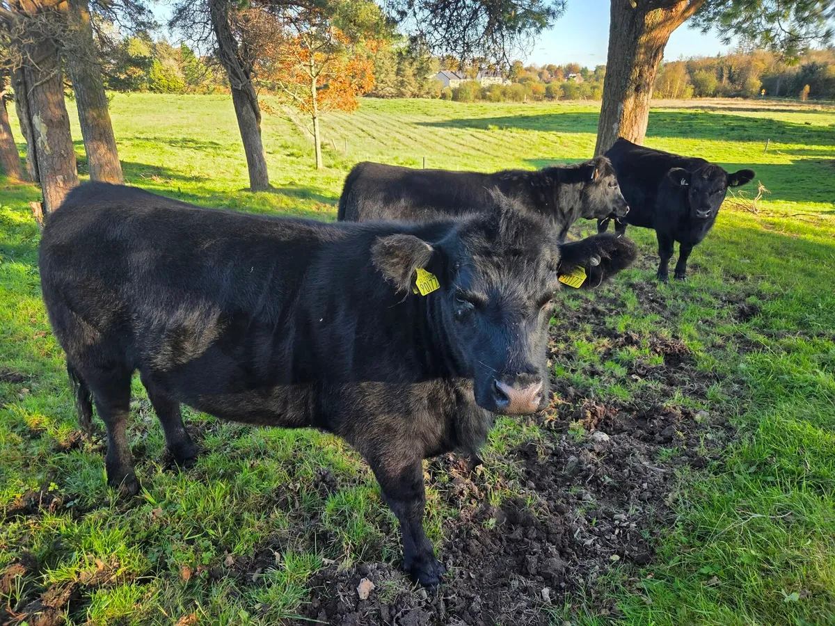 3 Pedigree AA Heifers - Image 1