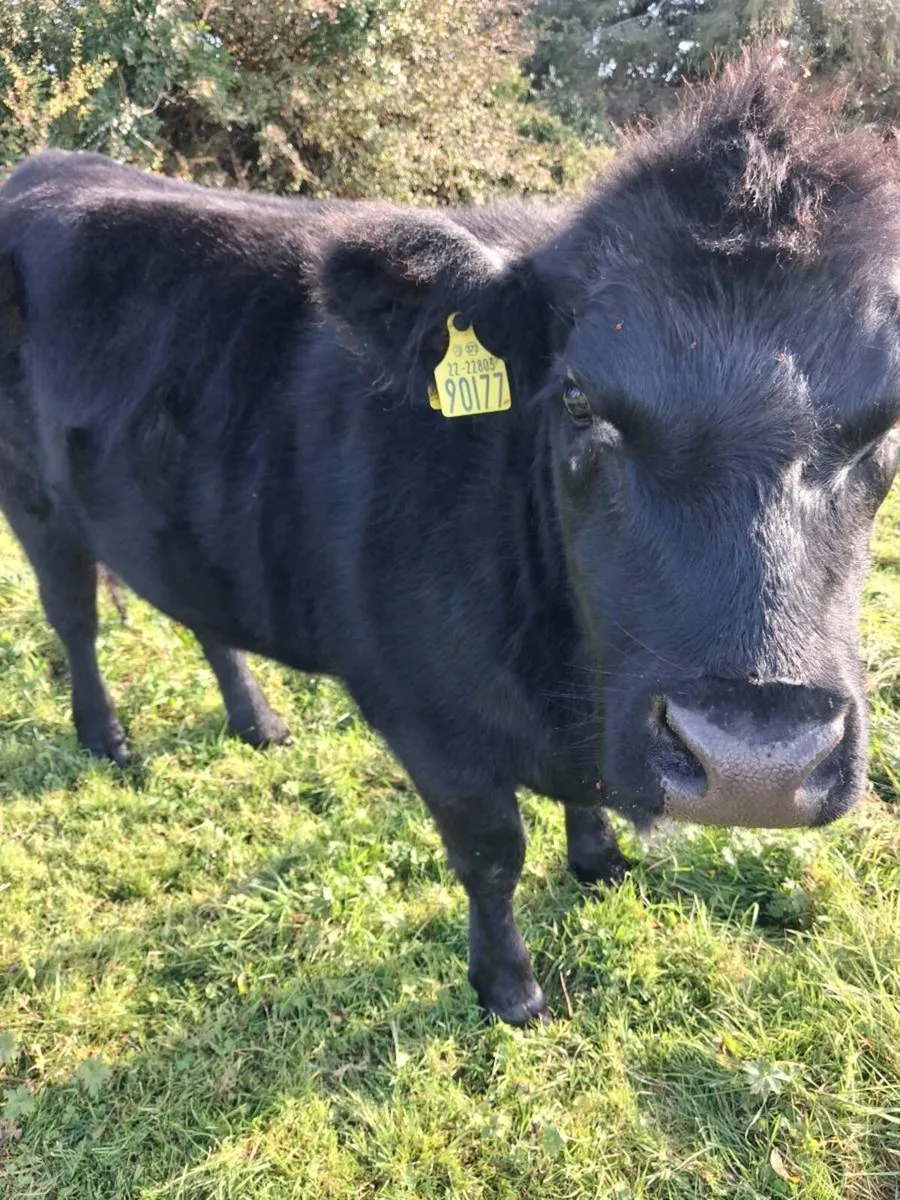 3 Pedigree AA Heifers - Image 2