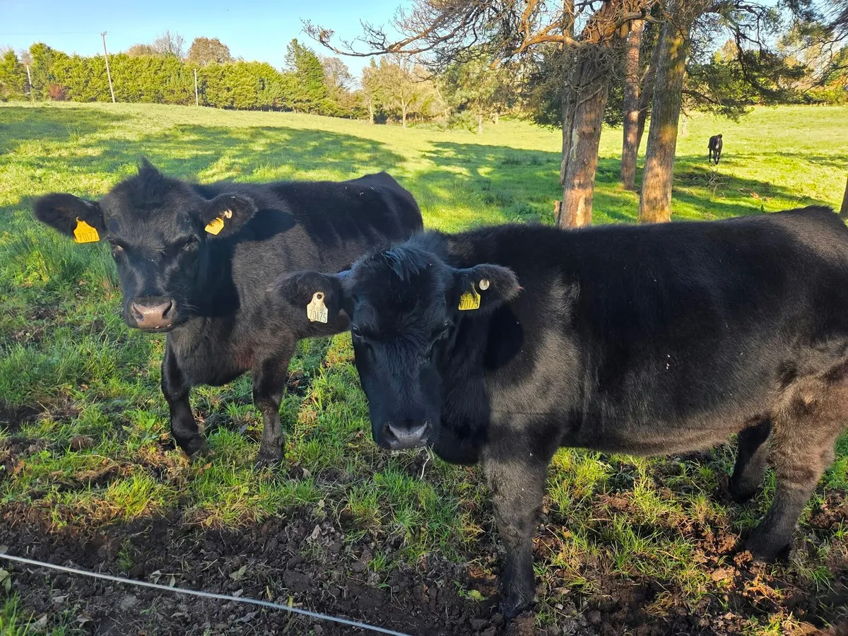 3 Pedigree AA Heifers - Image 3