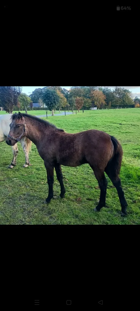 Connemara colt foal for sale - Image 4