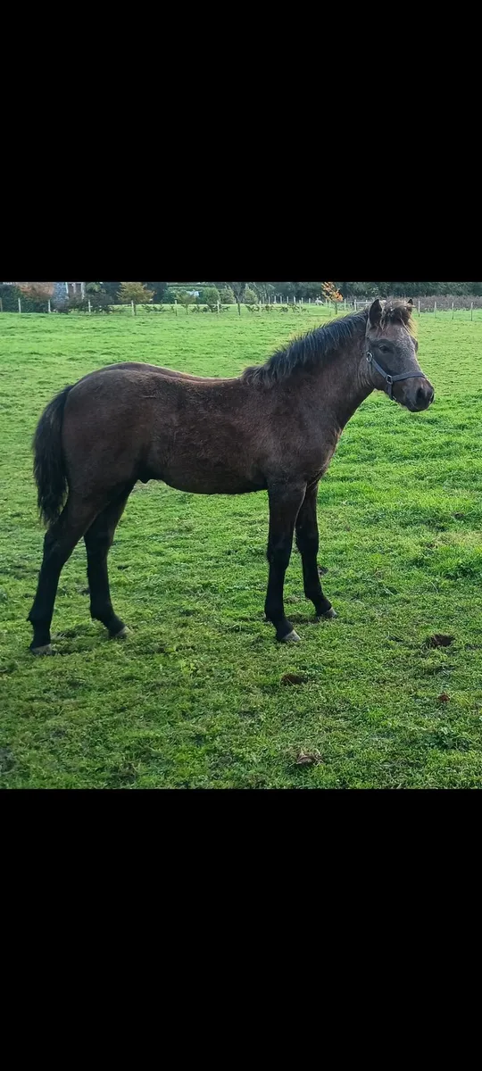 Connemara colt foal for sale - Image 3
