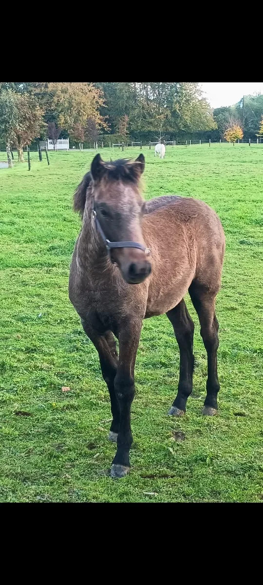 Connemara colt foal for sale - Image 2