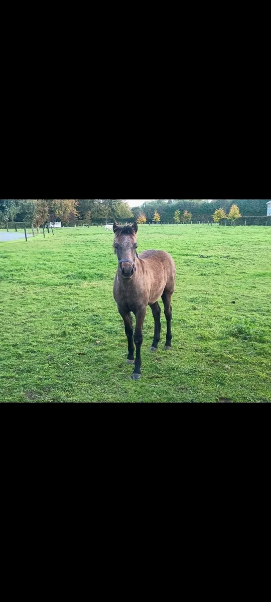 Connemara colt foal for sale - Image 1