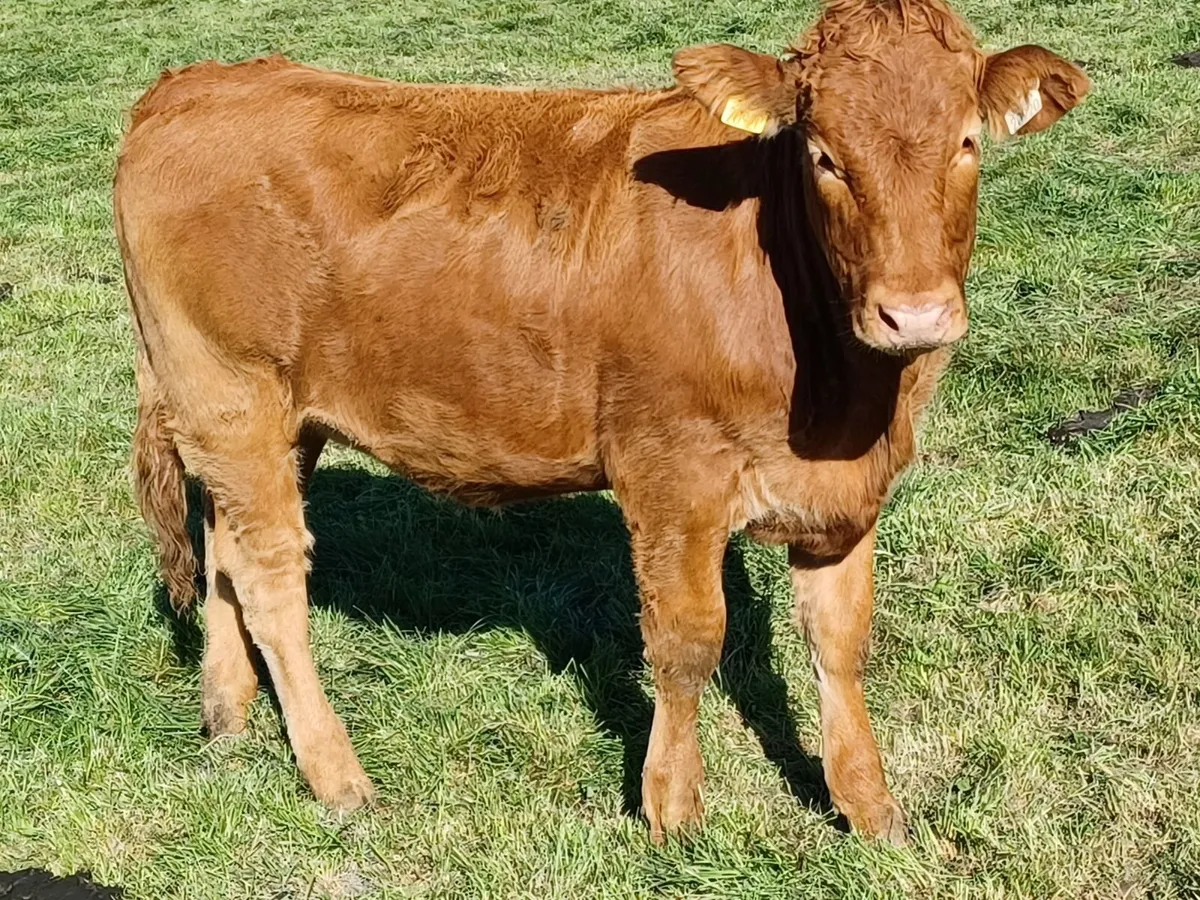 Limousin Cross Heifers - Image 1