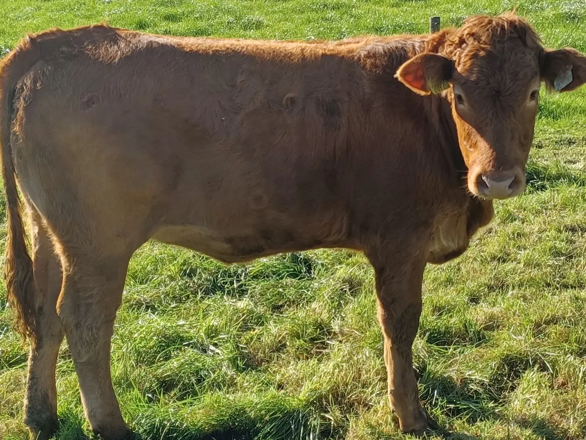 Limousin Cross Heifers - Image 2