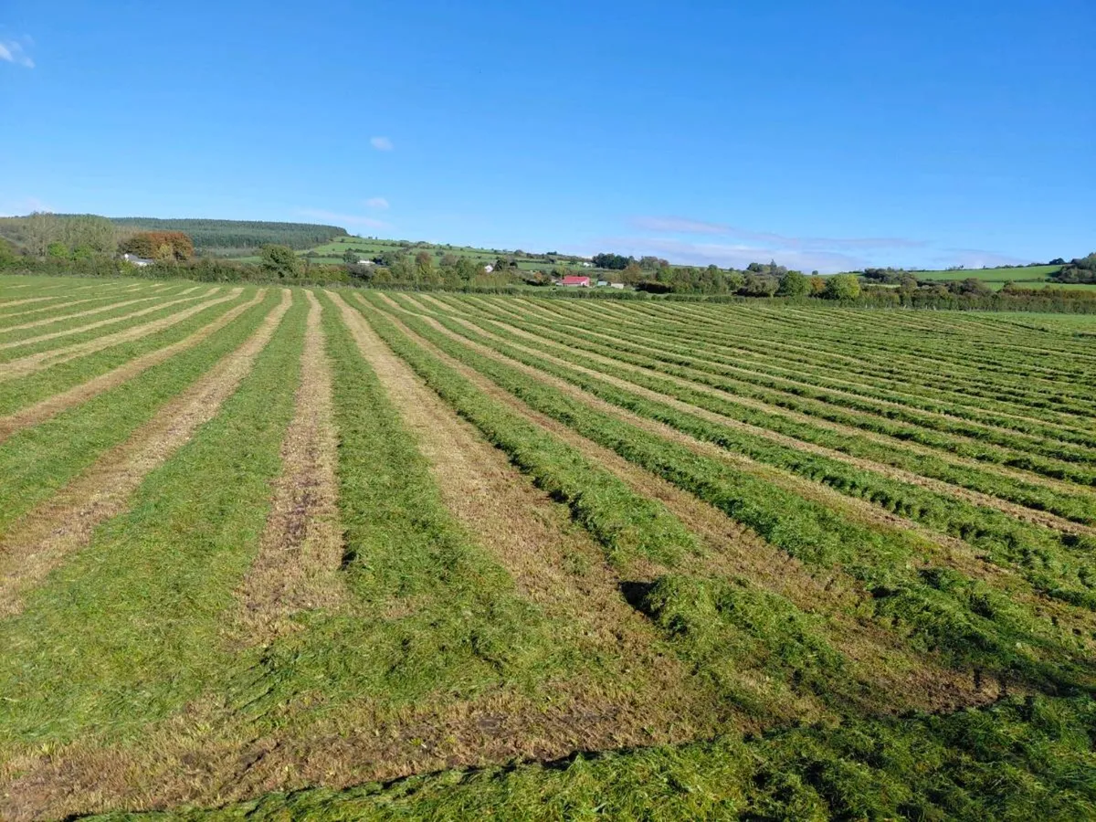 Silage bales - Image 1