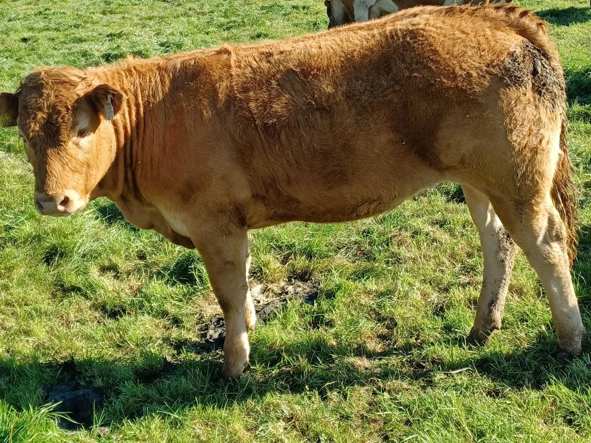 Limousin Cross Heifers - Image 3