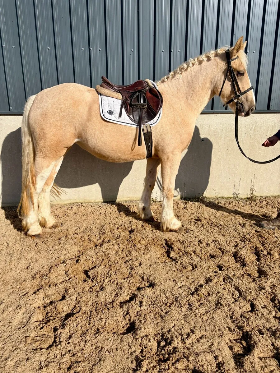 Stunning palomino - Image 3