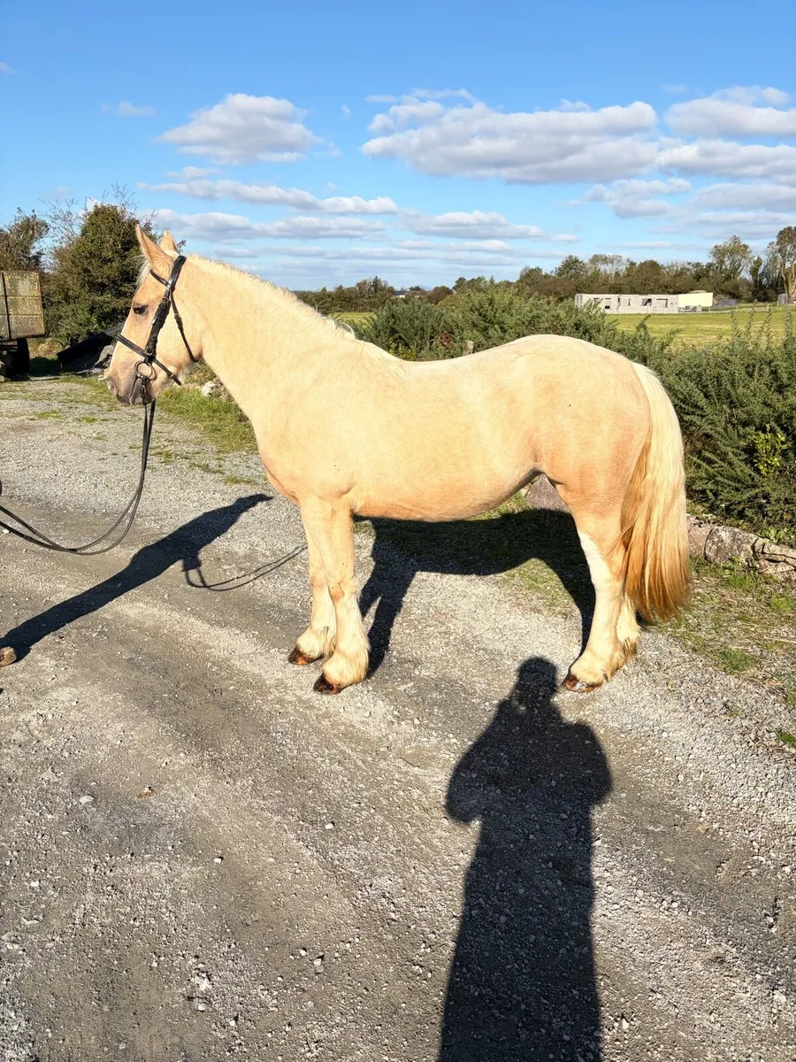 Stunning palomino - Image 4