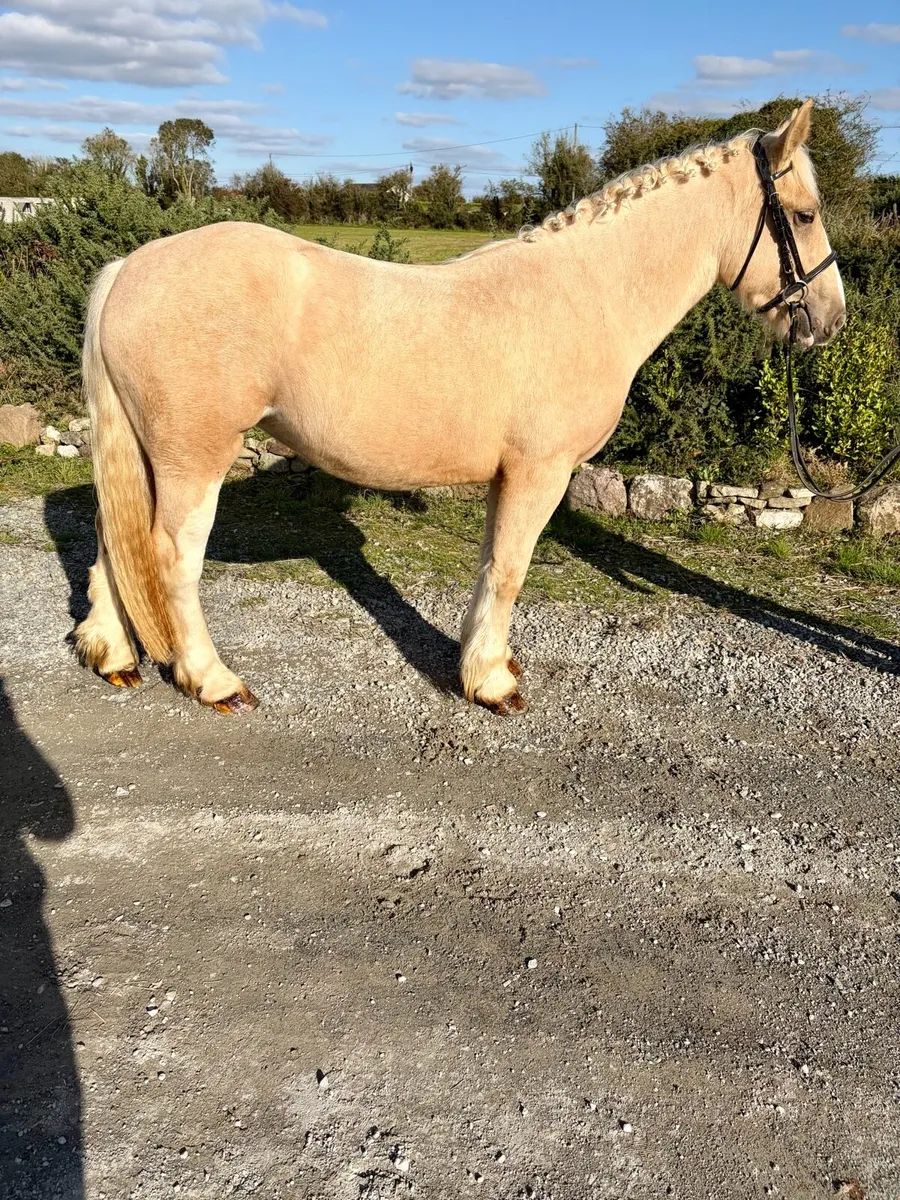 Stunning palomino - Image 1