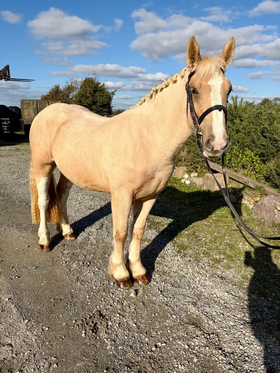 Stunning palomino - Image 2